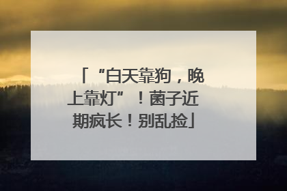 “白天靠狗，晚上靠灯”！菌子近期疯长！别乱捡