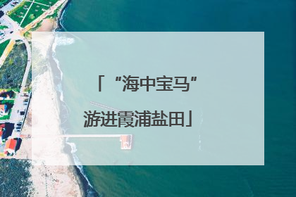 “海中宝马”游进霞浦盐田