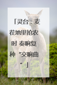 灵台：麦茬地里抢农时 奏响复种“交响曲”