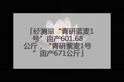 经测量“青研蓝麦1号”亩产601.68公斤，“青研紫麦1号”亩产671公斤