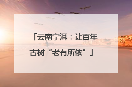 云南宁洱：让百年古树“老有所依”