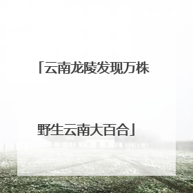 云南龙陵发现万株野生云南大百合
