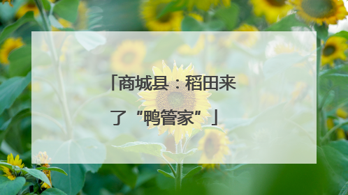 商城县：稻田来了“鸭管家”