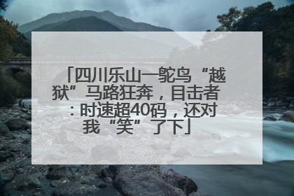 四川乐山一鸵鸟“越狱”马路狂奔，目击者：时速超40码，还对我“笑”了下