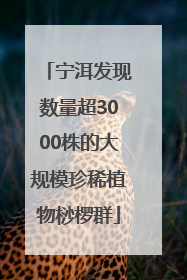 宁洱发现数量超3000株的大规模珍稀植物桫椤群