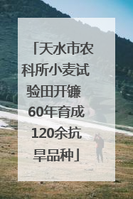 天水市农科所小麦试验田开镰 60年育成120余抗旱品种