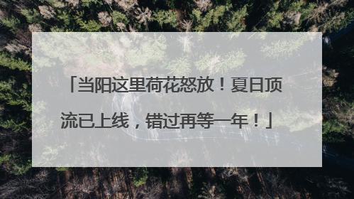 当阳这里荷花怒放！夏日顶流已上线，错过再等一年！