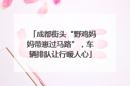 成都街头“野鸡妈妈带崽过马路”，车辆排队让行暖人心