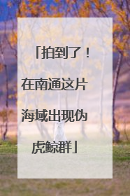 拍到了！在南通这片海域出现伪虎鲸群