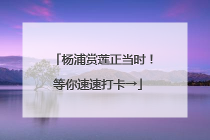 杨浦赏莲正当时！等你速速打卡→