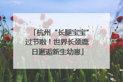 杭州“长腿宝宝”过节啦！世界长颈鹿日邂逅新生幼崽