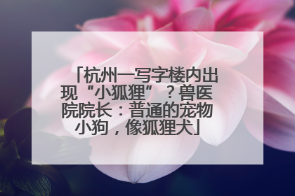杭州一写字楼内出现“小狐狸”？兽医院院长：普通的宠物小狗，像狐狸犬