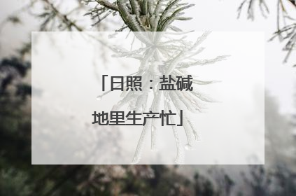 日照：盐碱地里生产忙