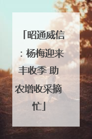 昭通威信：杨梅迎来丰收季 助农增收采摘忙