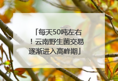 每天50吨左右！云南野生菌交易逐渐进入高峰期