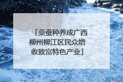 桑蚕种养成广西柳州柳江区民众增收致富特色产业