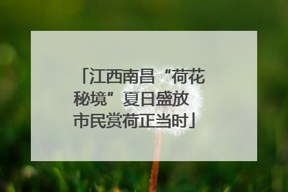 江西南昌“荷花秘境”夏日盛放 市民赏荷正当时