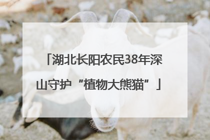湖北长阳农民38年深山守护“植物大熊猫”