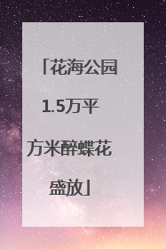 花海公园1.5万平方米醉蝶花盛放