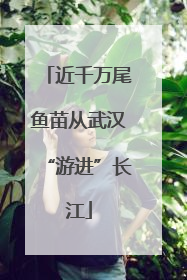 近千万尾鱼苗从武汉“游进”长江