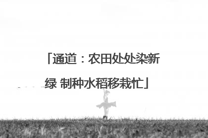 通道：农田处处染新绿 制种水稻移栽忙
