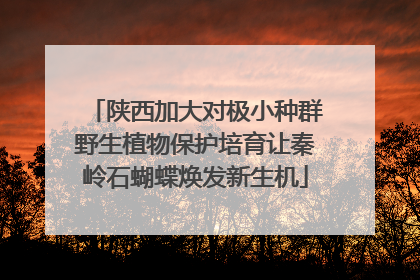 陕西加大对极小种群野生植物保护培育让秦岭石蝴蝶焕发新生机